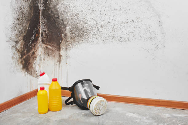 Home Mold Removal in Pocomoke City, MD