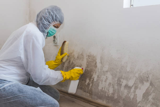 Office Mold Removal Services in Pocomoke City, MD